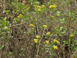 Image of golden currant