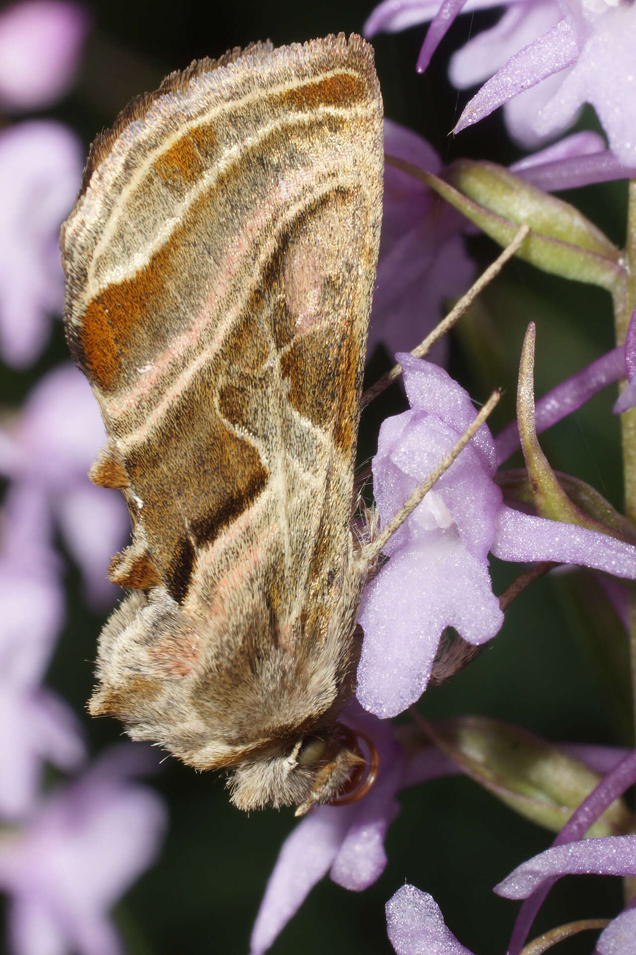 Image of Euchalcia variabilis Piller 1783