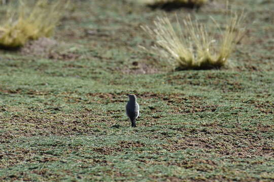 Image of Rufous-naped Ground Tyrant