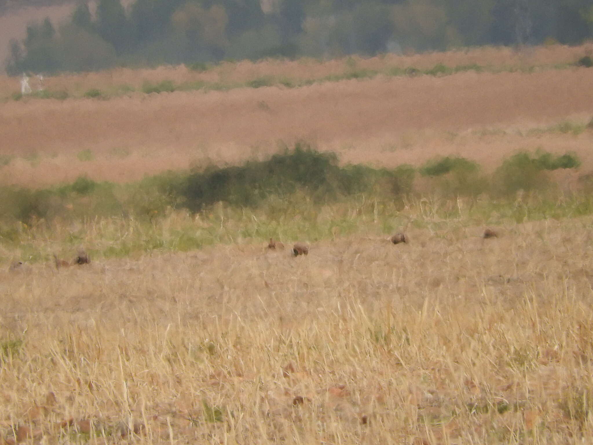 Image of Black-bellied Sandgrouse