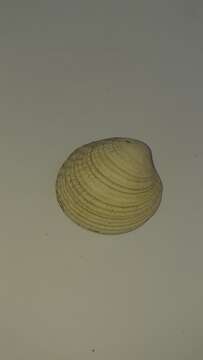 Image of clam