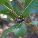 Image of Dicordylus binotatus Bovie ex Wytsman 1909