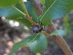 Image of Dicordylus binotatus Bovie ex Wytsman 1909