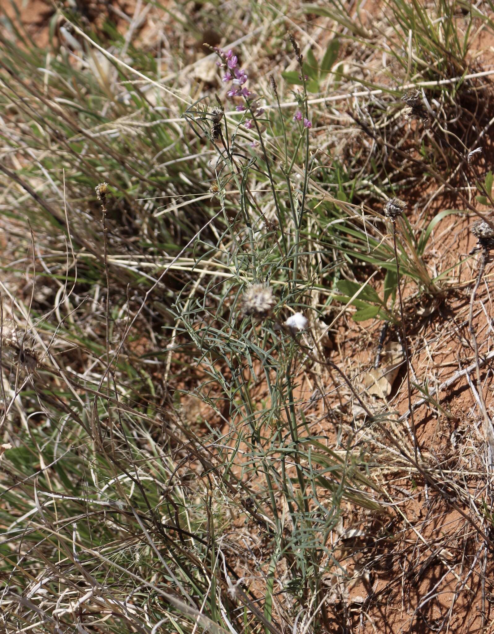 Sivun Astragalus gracilis Nutt. kuva