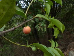 Image of Salacia chinensis L.