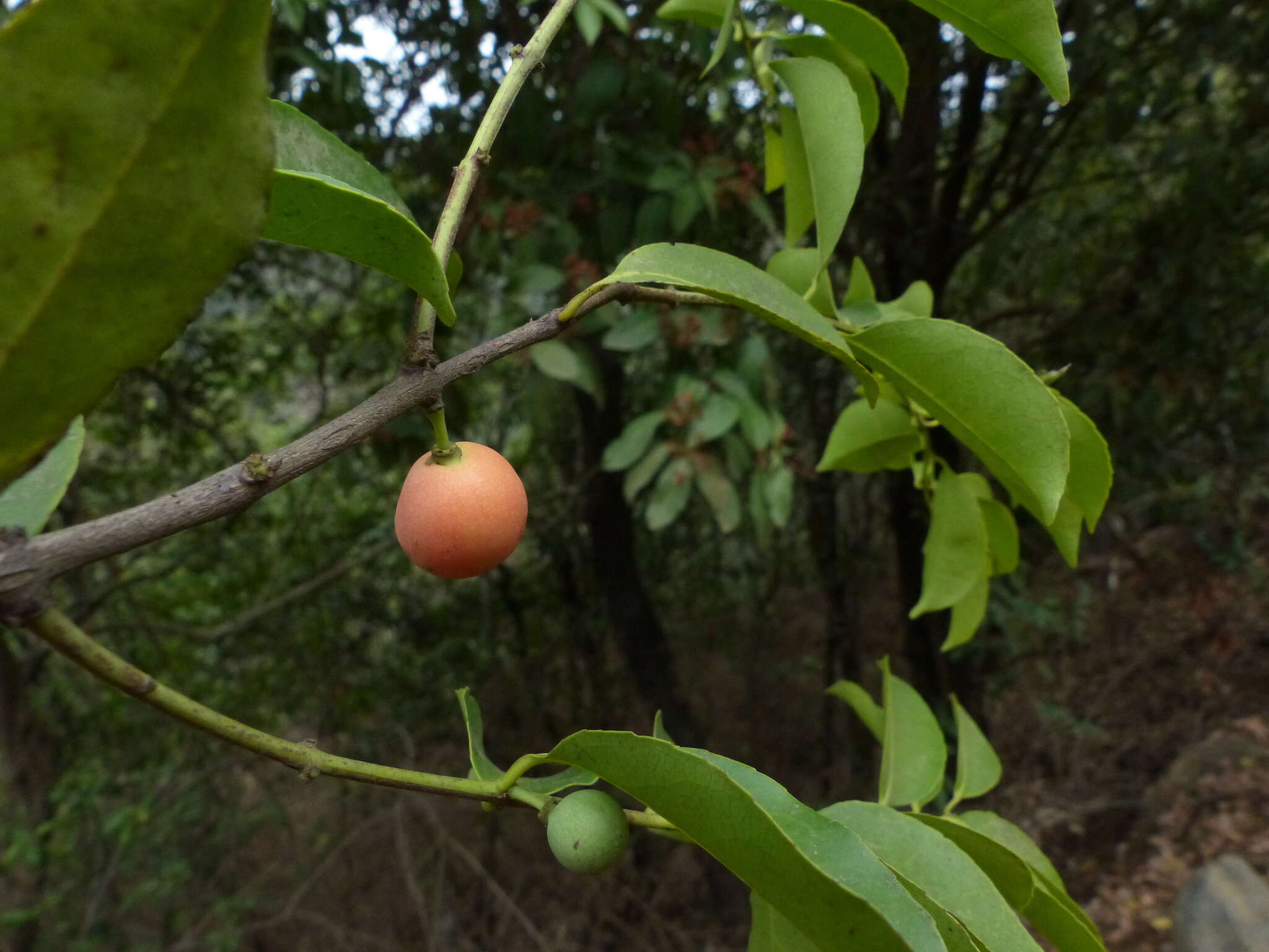 Image of Salacia chinensis L.