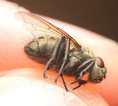 Image of Narrow-cheeked cluster fly