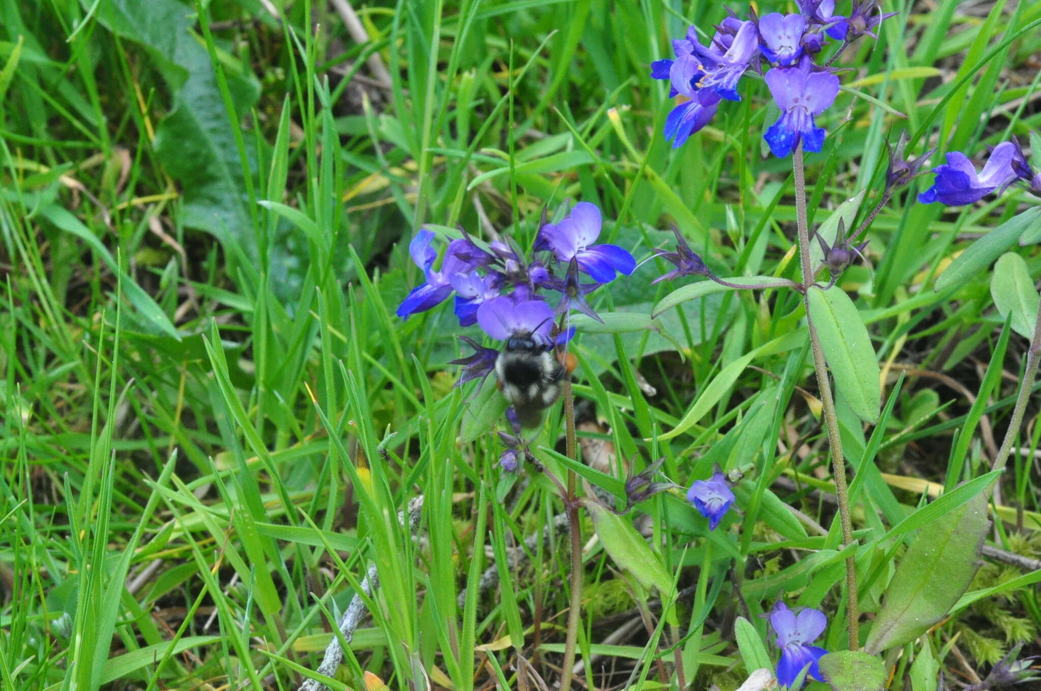 Image of Bombus vancouverensis vancouverensis Cresson 1879