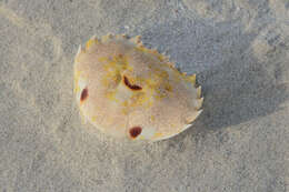 Image of three-spot swimming crab