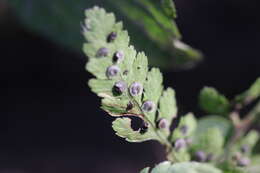 Image of cinnamon woodfern