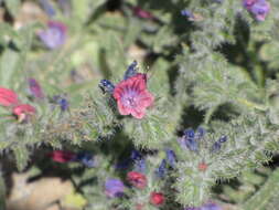 Image of Echium rauwolfii Del.