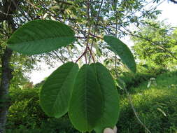 Prunus padus L. resmi