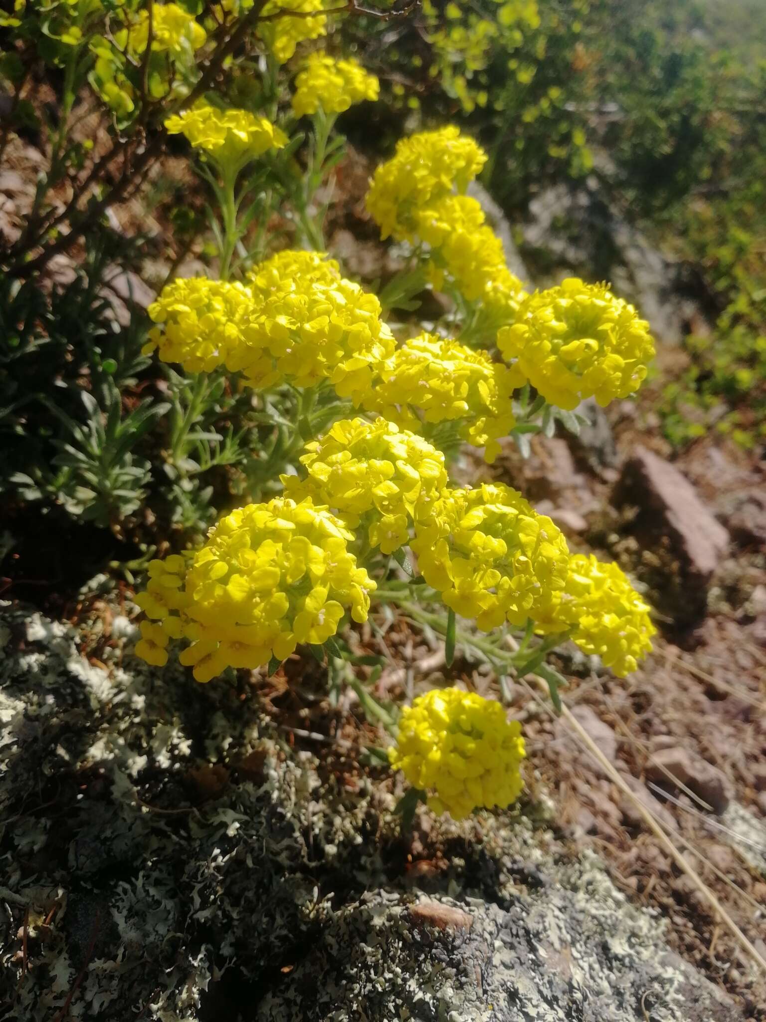 Слика од Alyssum lenense Adams