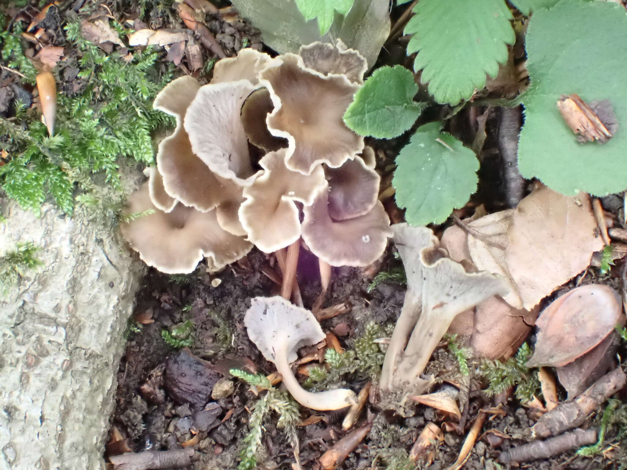 Image de Craterellus sinuosus (Fr.) Fr.