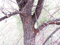 Image of African sumac