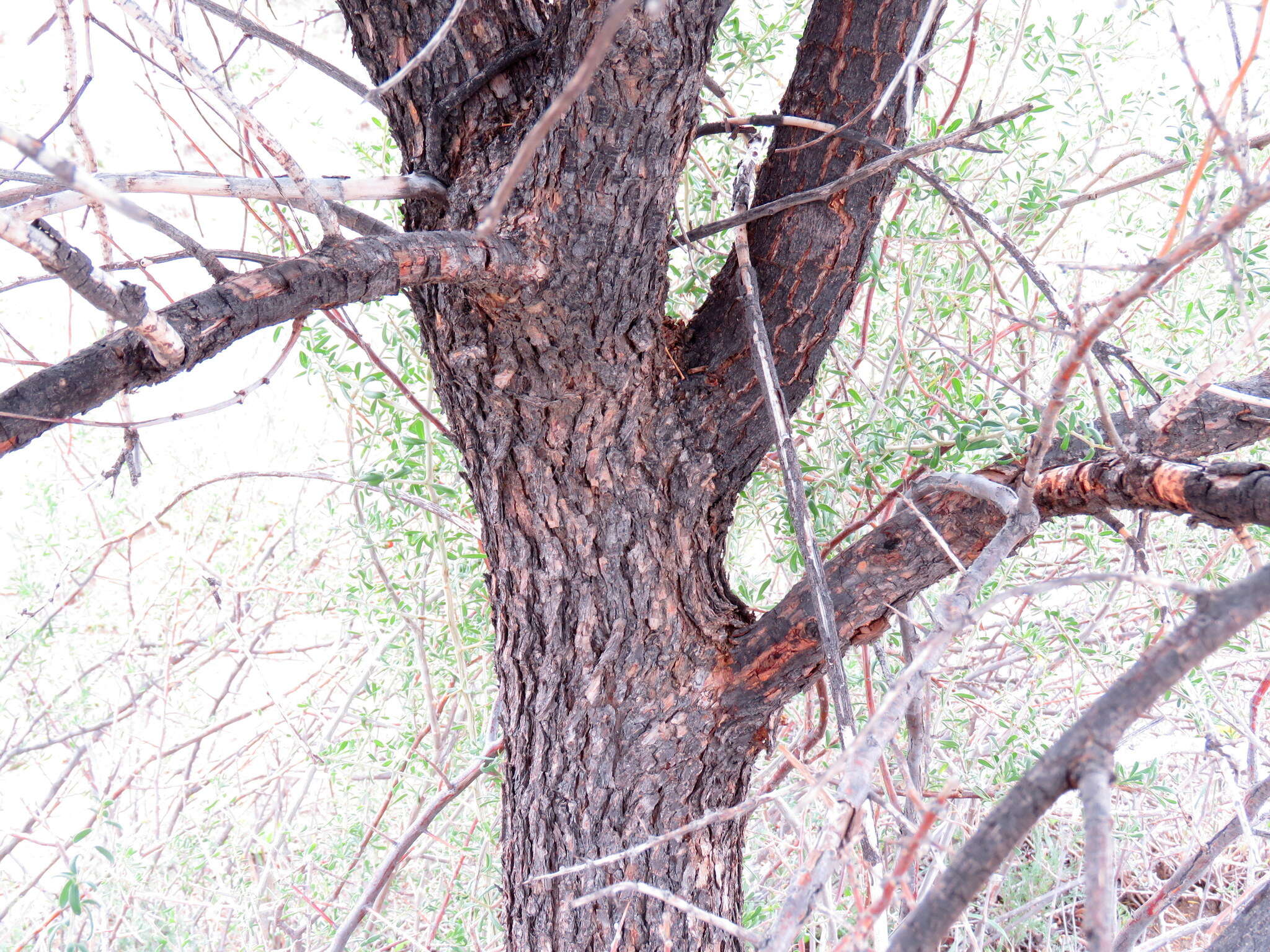 Image of African sumac