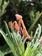 Image of California Mantis