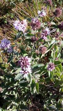 Image of Mentha longifolia subsp. capensis (Thunb.) Briq.