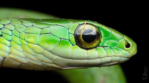 Image of Western Green Snake