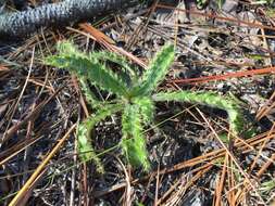 Imagem de Cirsium repandum Michx.