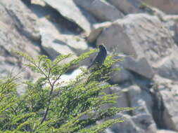 Image of Black-billed Shrike-Tyrant
