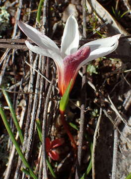 Image of Romulea toximontana M. P. de Vos