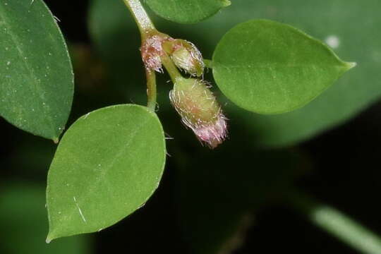 Image of Euphorbia mexiae Standl.