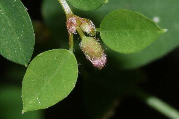 Image de Euphorbia mexiae Standl.