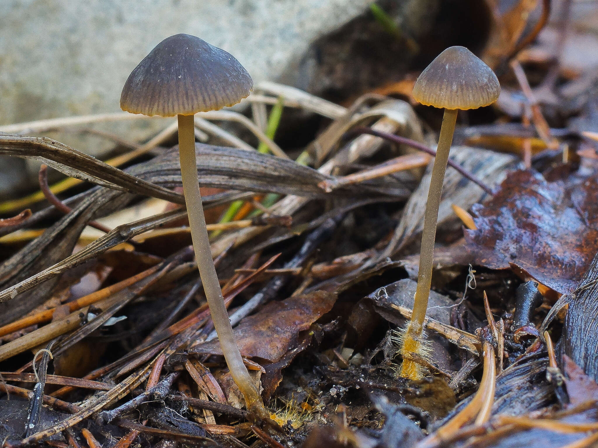 Image of Golden-edge Bonnet