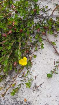 Image of Hibbertia procumbens (Labill.) DC.