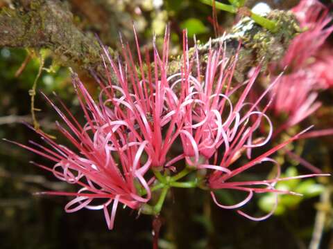 Imagem de Amyema scandens (Tieghem) Danser