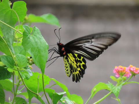 Image of Golden Birdwing Butterfly