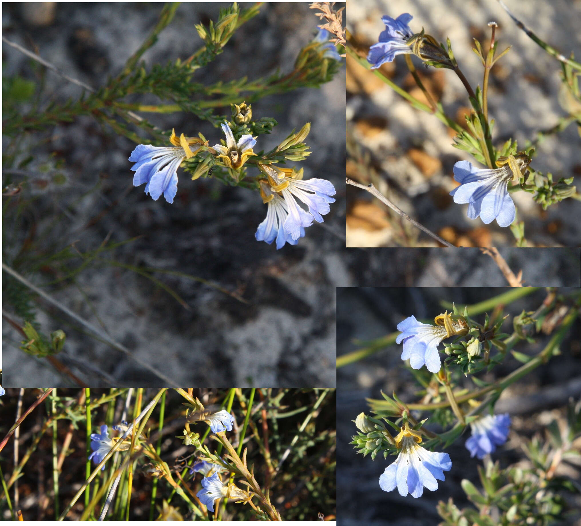 Image of Claw Leschenaultia