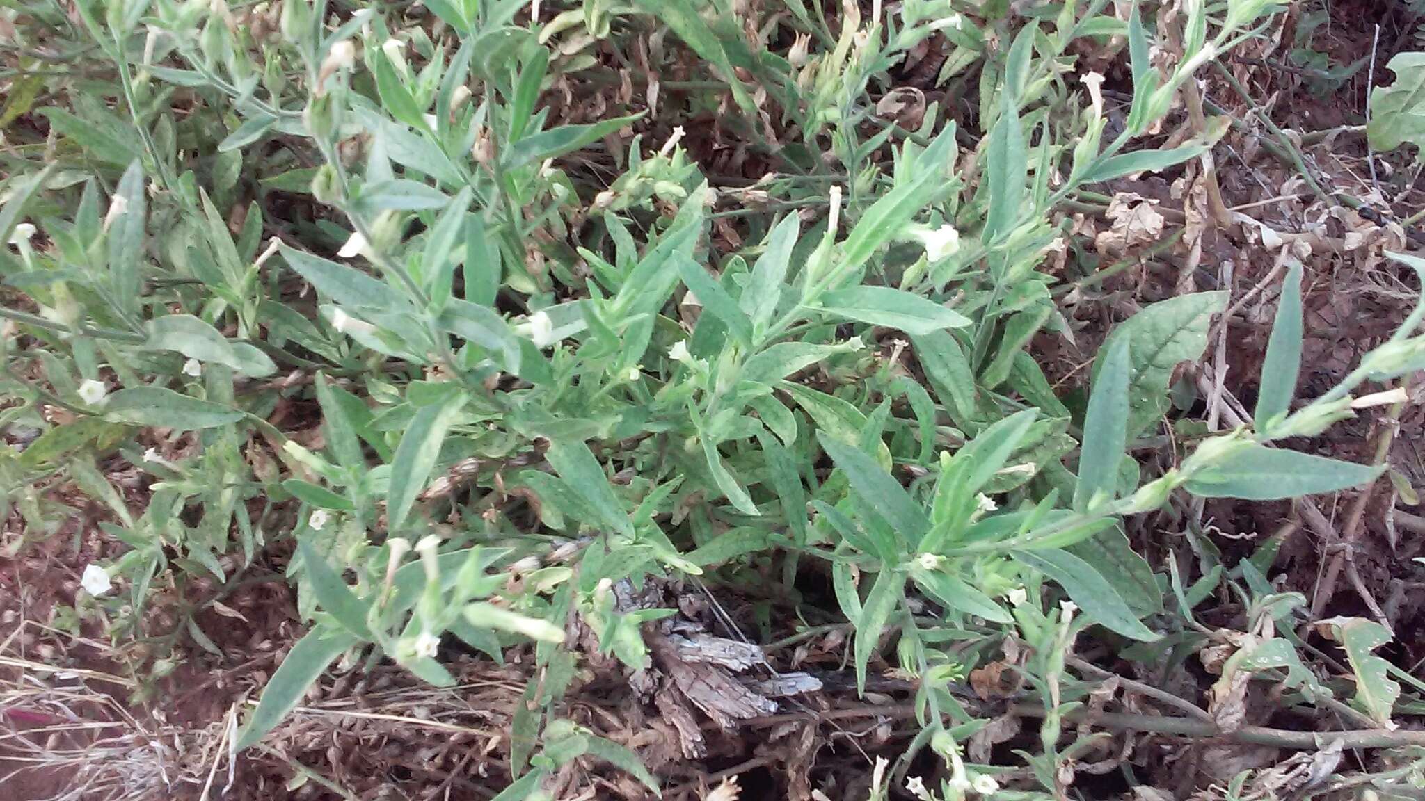 Image of desert tobacco,