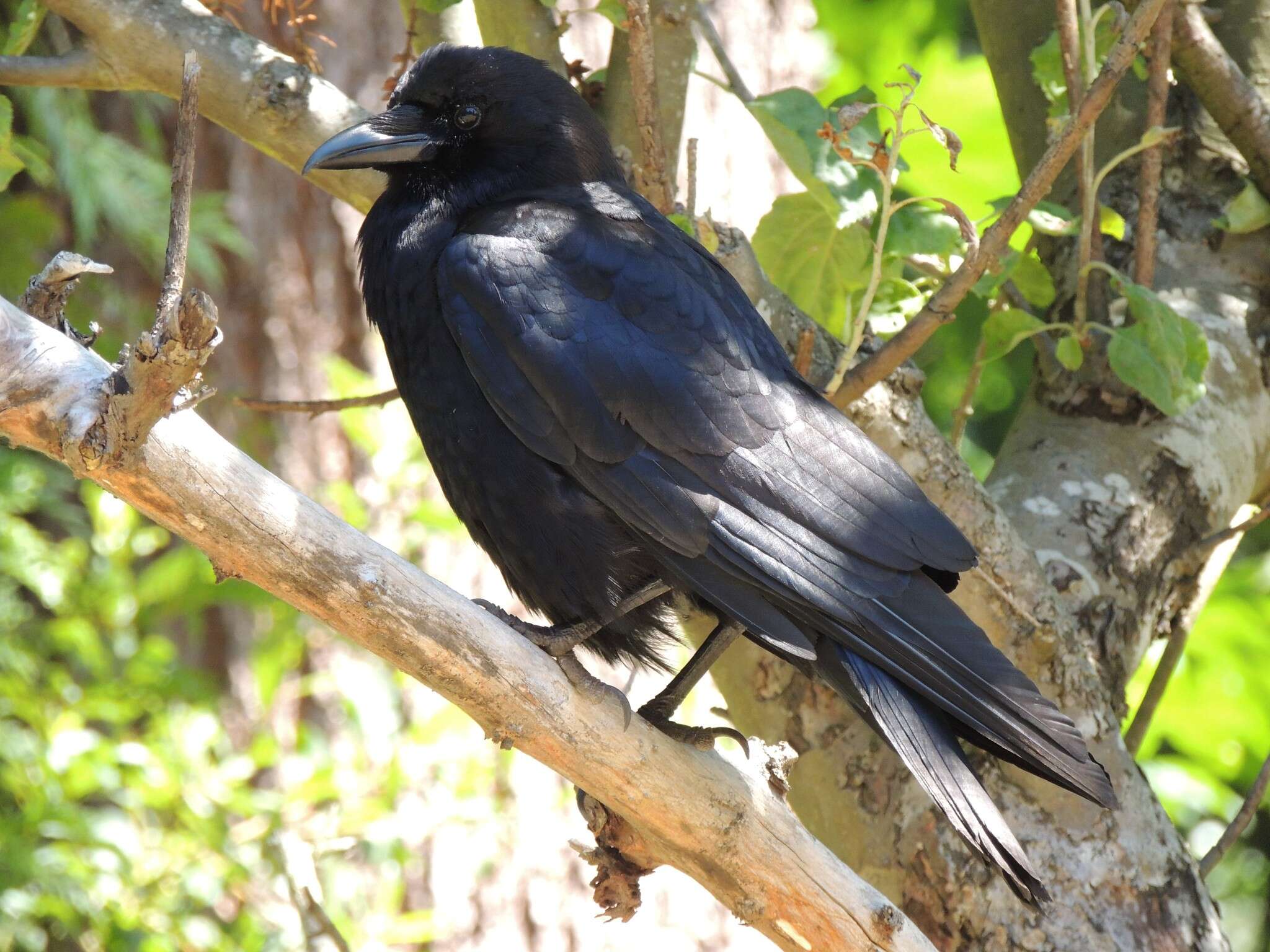 Image of Corvus brachyrhynchos caurinus Baird & SF 1858