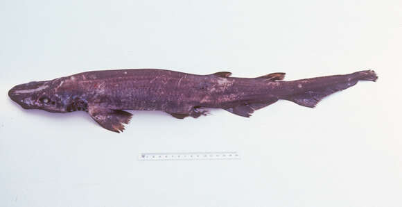 Image of Freckled Catshark