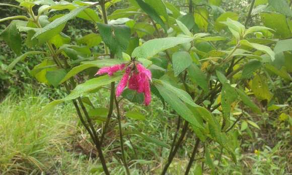 Image of Salvia tortuosa Kunth