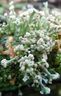 Image of cup lichen