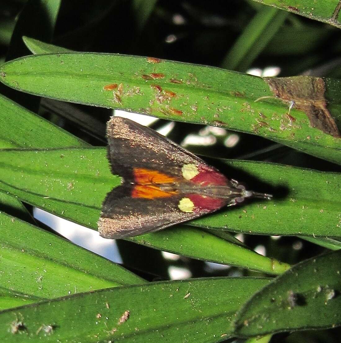 Image of Semnia auritalis Hübner