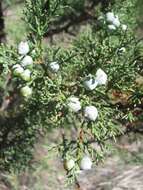 Juniperus deppeana Steud. resmi