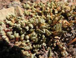 Selaginella densa var. scopulorum (Maxon) R. Tryon resmi