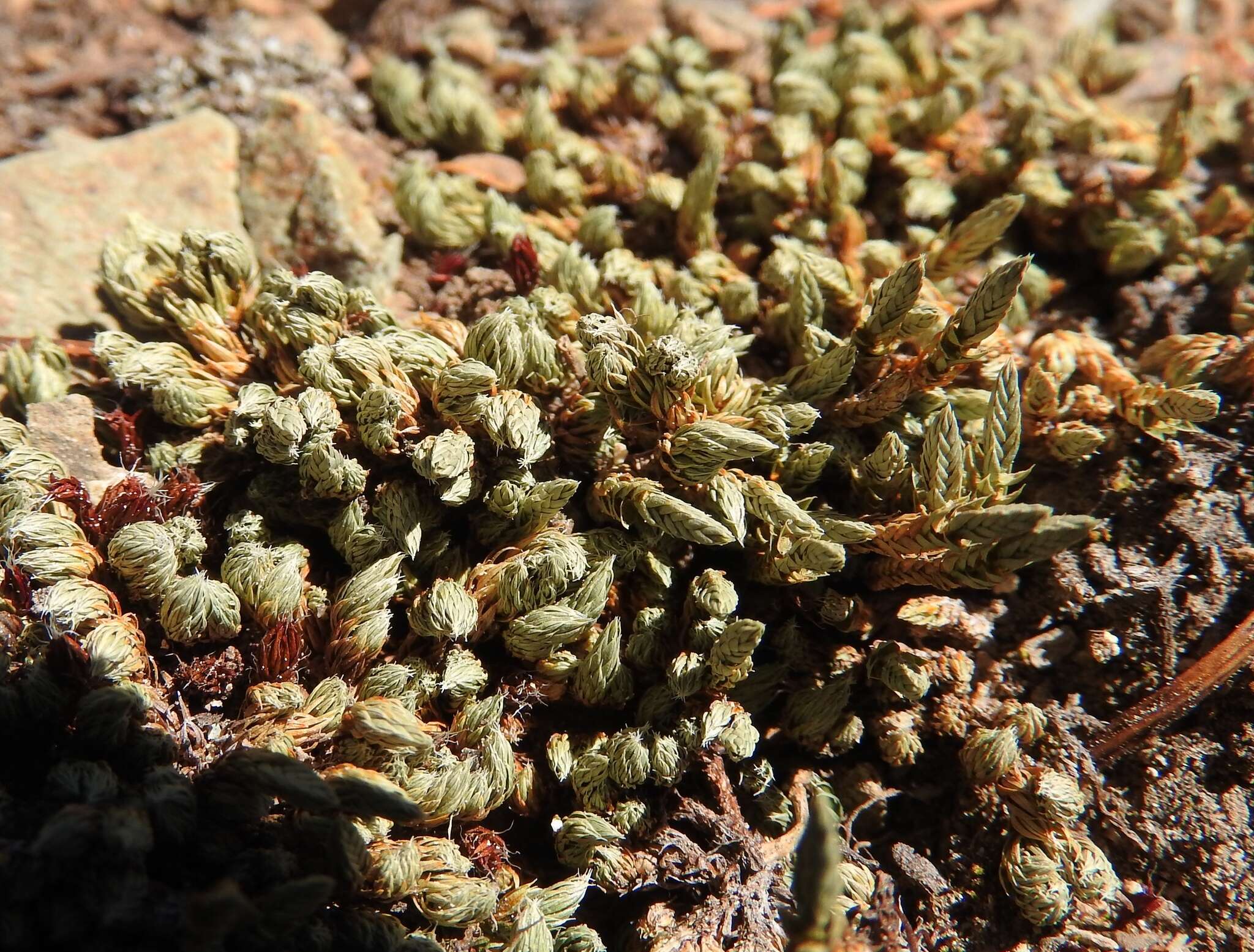 Image of Rocky Mountain spikemoss