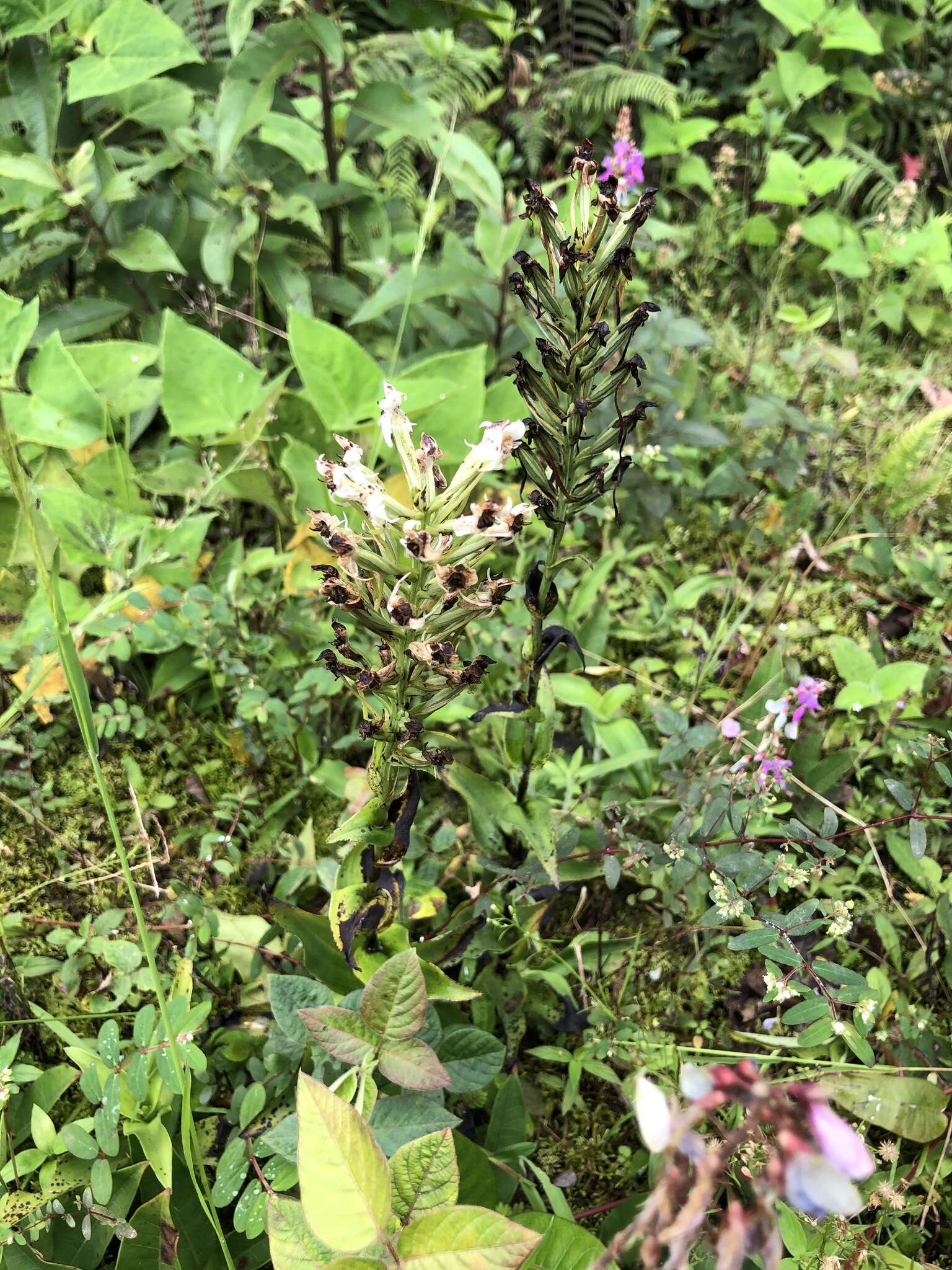 Слика од Habenaria monorrhiza (Sw.) Rchb. fil.