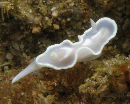 Image of Pale white slug