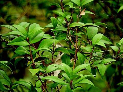 صورة Backhousia myrtifolia Hook. & Harv.