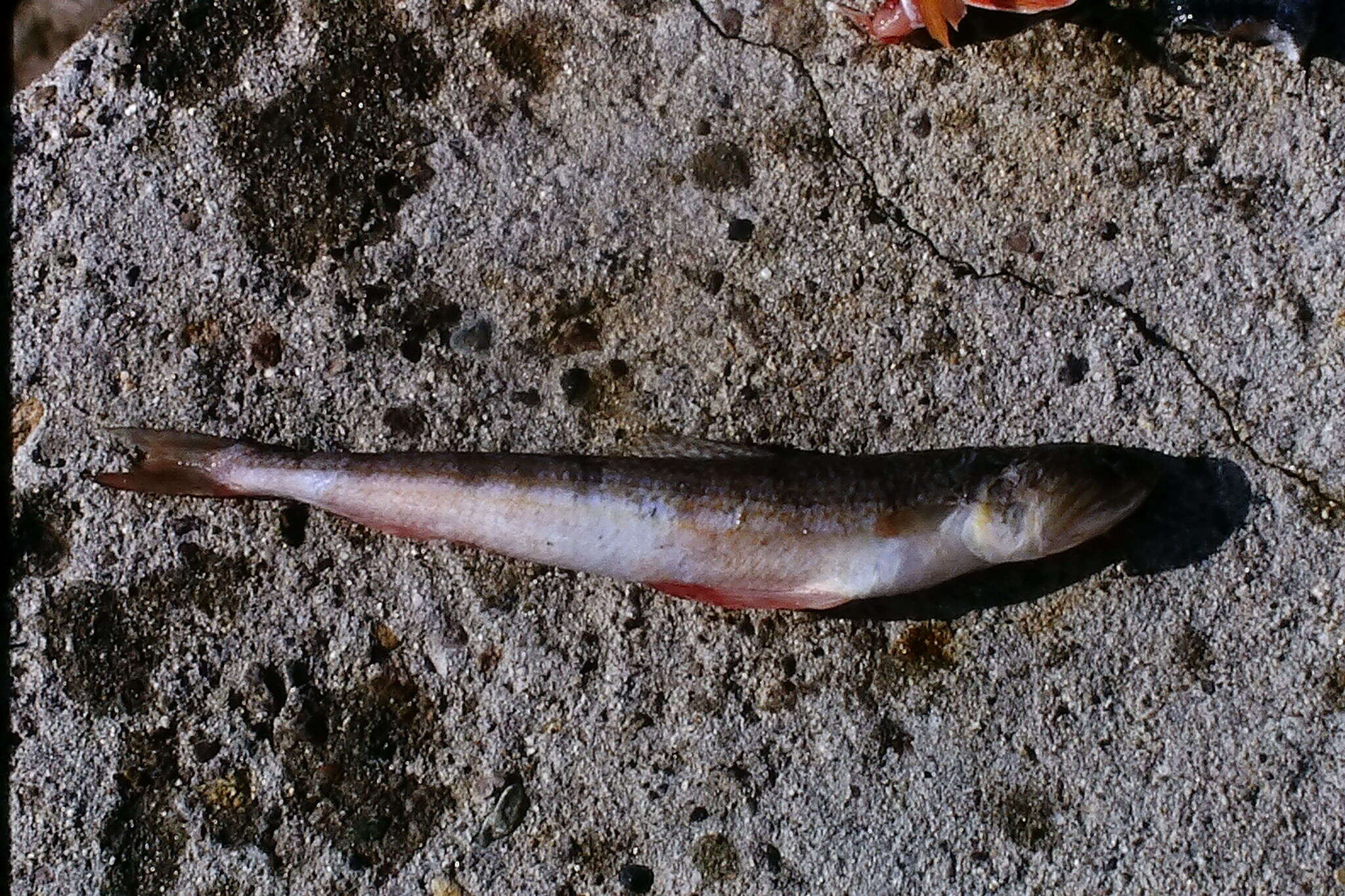 Image of Atlantic Lizardfish