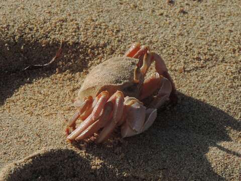 Image of Red Sea ghost crab