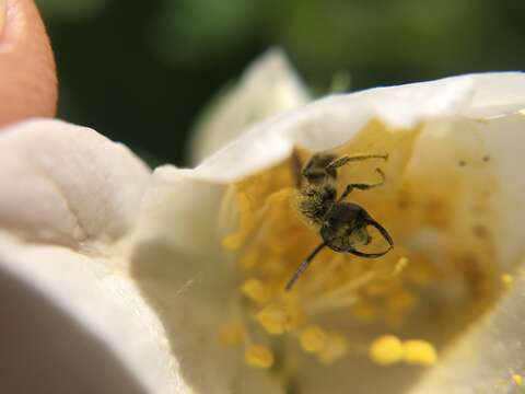 Image of Andrena cerebrata Mitchell 1960