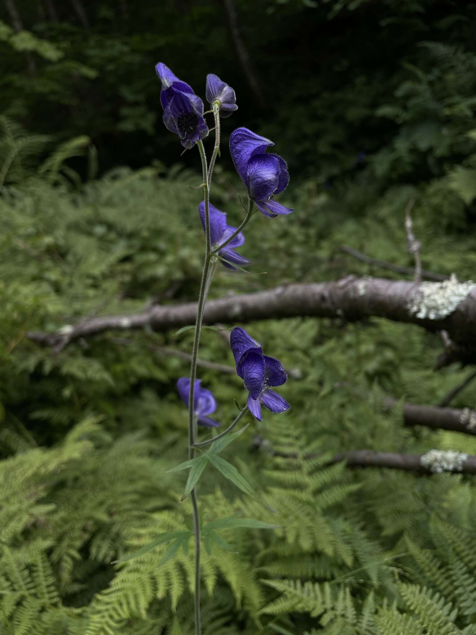 Image of northern blue monkshood