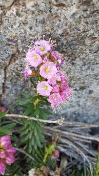 Image of purple mountainheath